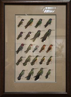 Thumbnail for Hummingbirds
