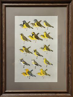 Thumbnail for Spring Warblers